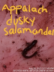 Desmognathus apalachicolae