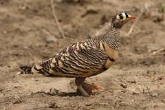 Pterocles lichtensteinii