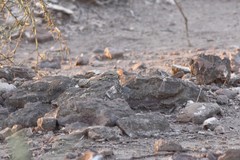 Caprimulgus aegyptius