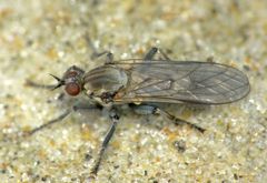 Thinempis otakouensis