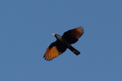 Onychognathus albirostris