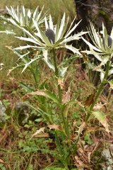 Eryngium proteiflorum