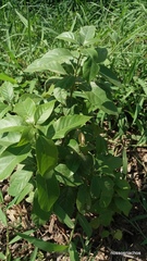 Gallesia integrifolia