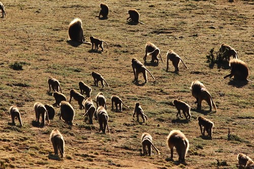 Northern Gelada