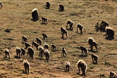 Theropithecus gelada