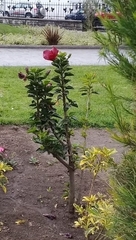 Hibiscus rosa-sinensis