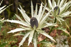 Eryngium proteiflorum