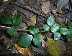 Rhoicissus rhomboidea
