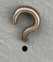Striped Millipede