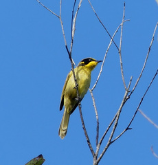 Lichenostomus melanops