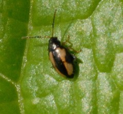 Phyllotreta ochripes