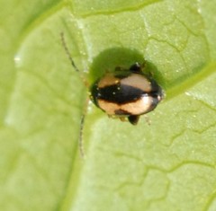 Phyllotreta ochripes