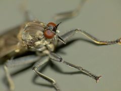 Thinempis otakouensis