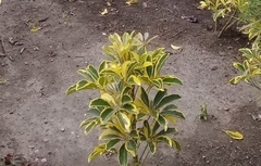 Heptapleurum arboricola