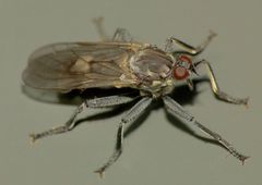Thinempis otakouensis