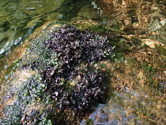 Peltigera hydrothyria