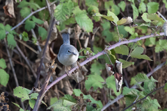 Curruca cantillans albistriata