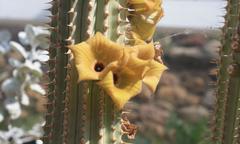 Hoodia parviflora