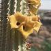 Hoodia parviflora - Photo 由 Alan Horstmann 所上傳的 (c) Alan Horstmann，保留部份權利CC BY-NC