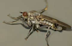 Thinempis otakouensis