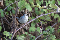 Curruca cantillans albistriata