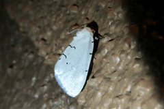 Hemioslaria pima