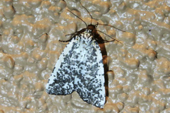 Eucaterva variaria