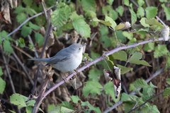 Curruca cantillans albistriata