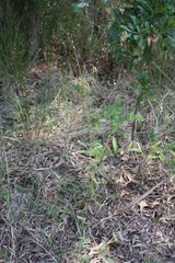 Tephrosia virginiana