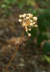 Allium decipiens quercetorum