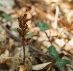 Orobanche hederae