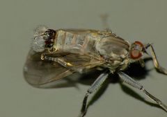 Thinempis otakouensis