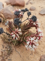 Crassula alpestris