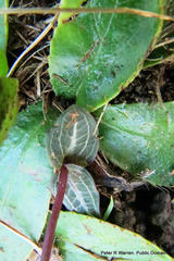 Disperis woodii