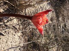 Haemanthus