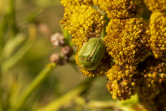 Cassida stigmatica