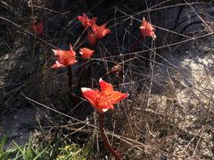 Haemanthus