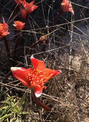 Haemanthus