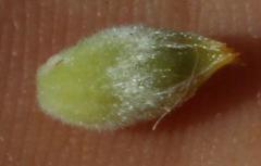 Aspalathus sceptrum-aureum