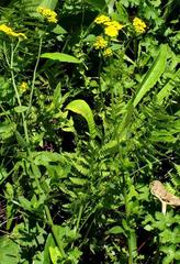 Nidorella