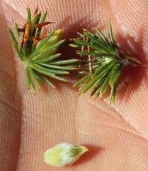 Aspalathus sceptrum-aureum