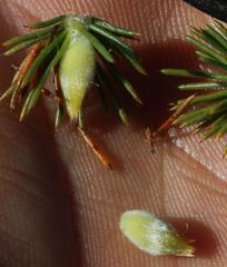 Aspalathus sceptrum-aureum