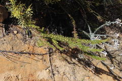 Aspalathus sceptrum-aureum