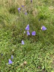 Campanula cochleariifolia