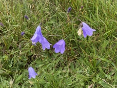Campanula cochleariifolia