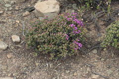 Ruschia spinosa