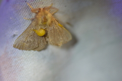 Zygaenoidea