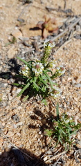 Hebenstretia minutiflora