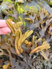 Fucus ceranoides