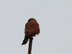 Falco tinnunculus